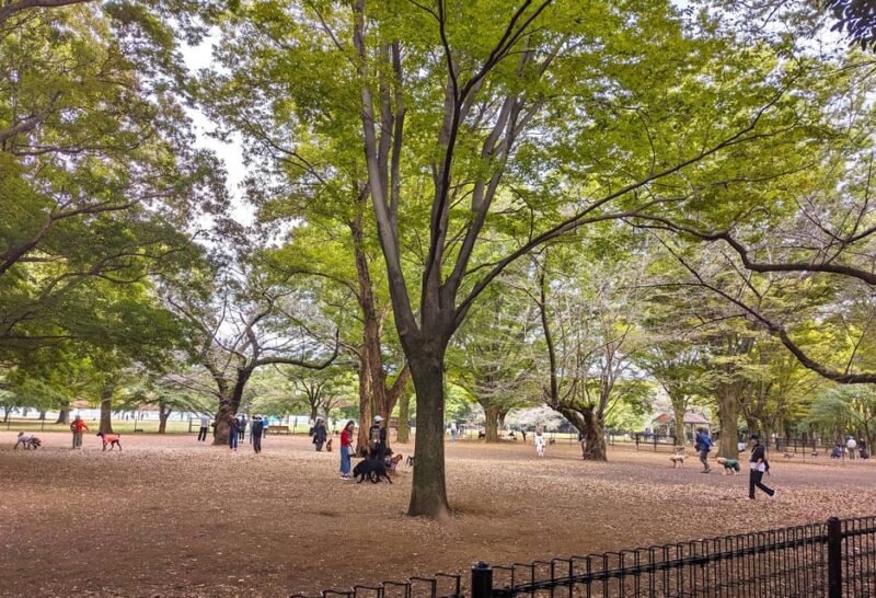Tokyo: Private Morning Run With Sento Bath Experience - Itinerary and Highlights