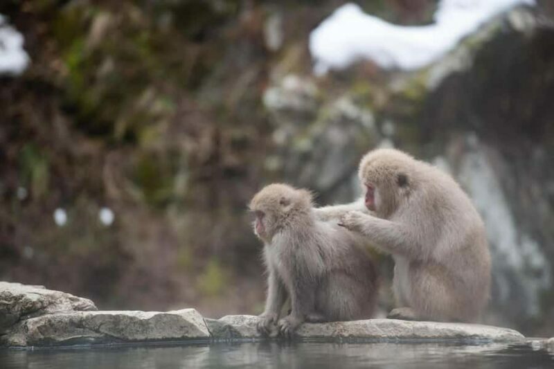 Tokyo: Private Nagano Zenko-ji & Snow Monkeys Day Trip - An In-Depth Look at the Itinerary