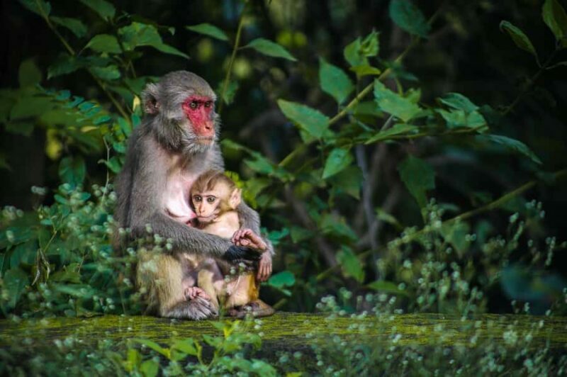 Tokyo: Private Nagano Zenko-ji & Snow Monkeys Day Trip - Who Would Love This Tour?