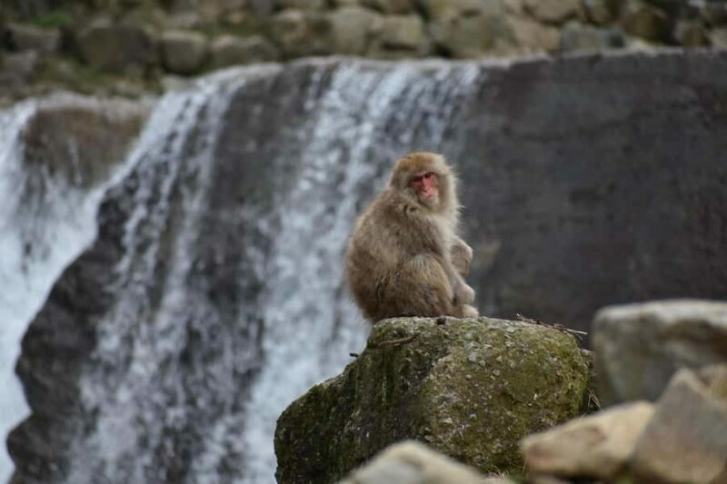 Tokyo: Private Nagano Zenko-ji & Snow Monkeys Day Trip - FAQs