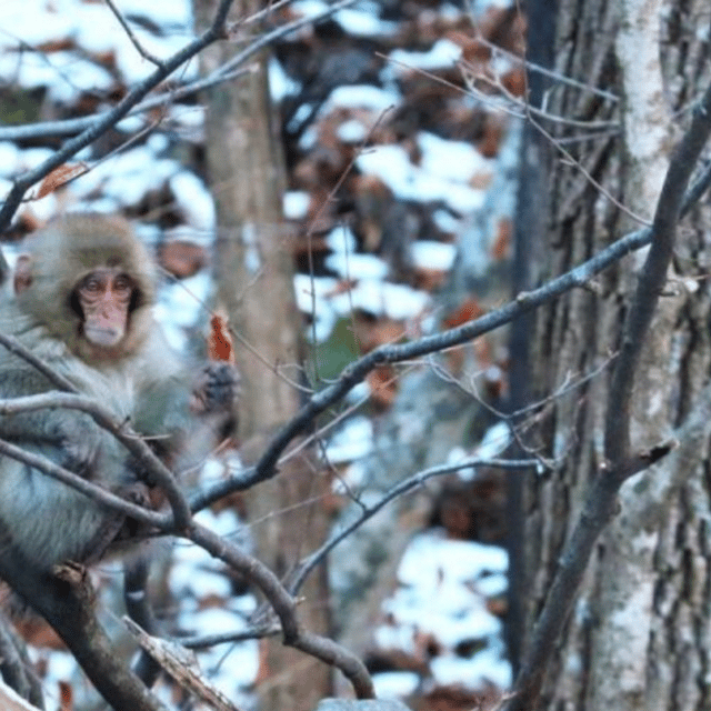 Tokyo: Snow Monkey Park and Zenkoji Temple Private Day Tour - Key Points