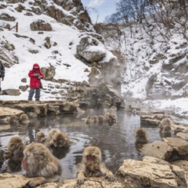 Tokyo: Snow Monkey Park and Zenkoji Temple Private Day Tour - Pickup and Drop-off Locations