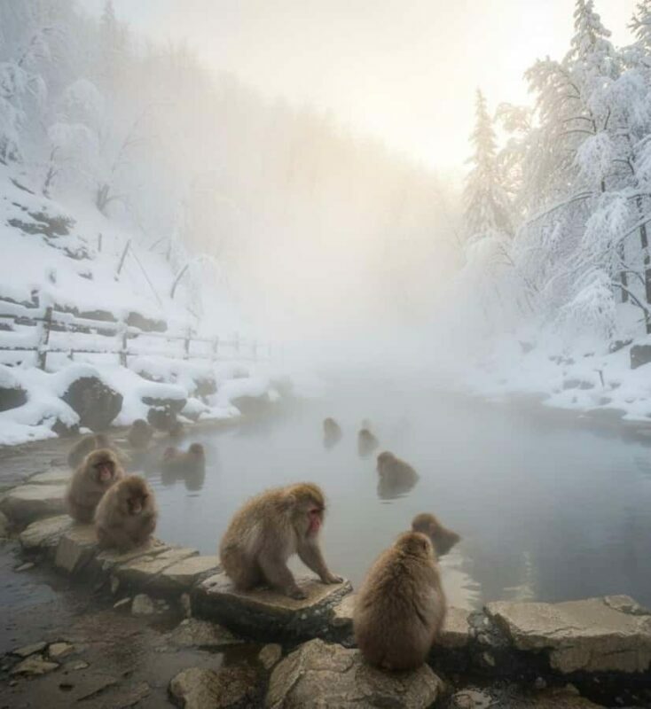 Tokyo: Snow Monkey Park & Nagano Highlights Private Trip - Is It Worth the Price?