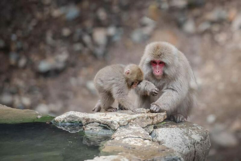 Tokyo: Snow Monkey Park & Nagano Highlights Private Trip - Who Would This Tour Suit Best?