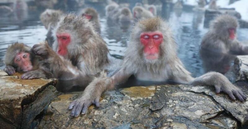 Tokyo: Snow Monkey Park & Zenkoji Temple Private Day Tour - Highlights