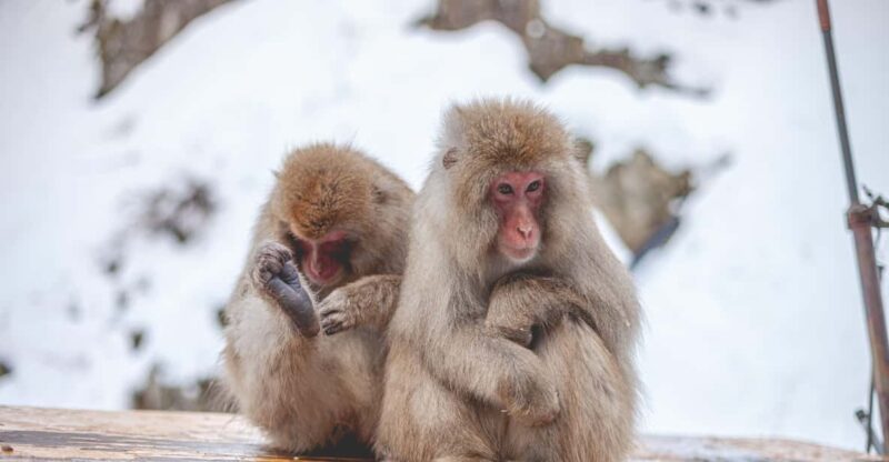 Tokyo: Snow Monkeys & Zenkoji Temple Unforgettable Day Tour - Key Points