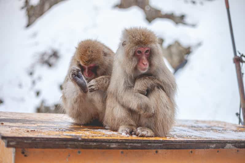 Tokyo: Snow Monkeys & Zenkoji Temple Unforgettable Day Tour - Witnessing the Snow Monkeys