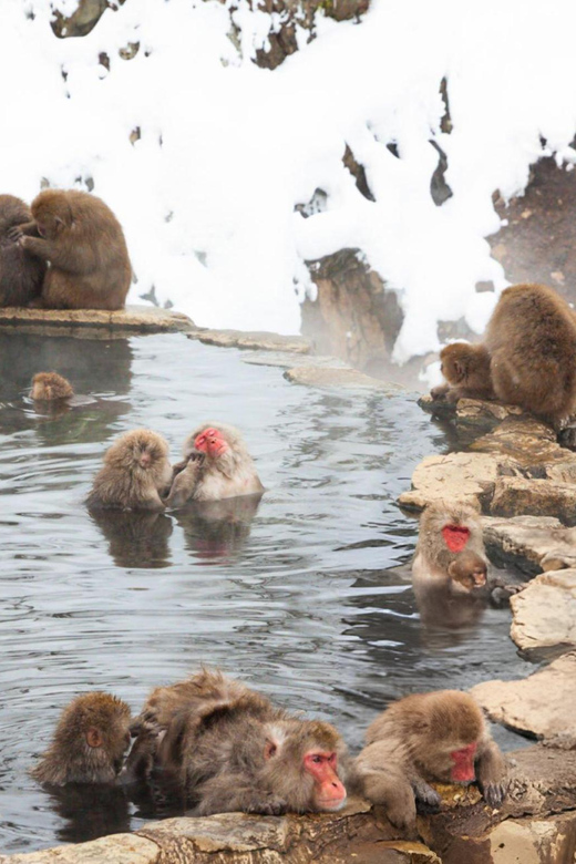 Tokyo: Snow Monkeys & Zenkoji Temple Unforgettable Day Tour - What to Expect and Prepare