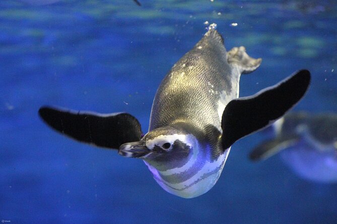 Tokyo Sumida Aquarium E-Ticket With Optional Tokyo Metro Pass - Visitor Guidelines