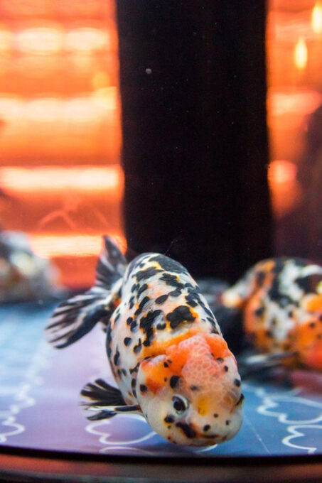 Tokyo: Sumida Aquarium Entry Ticket - Planning Your Sumida Aquarium Experience