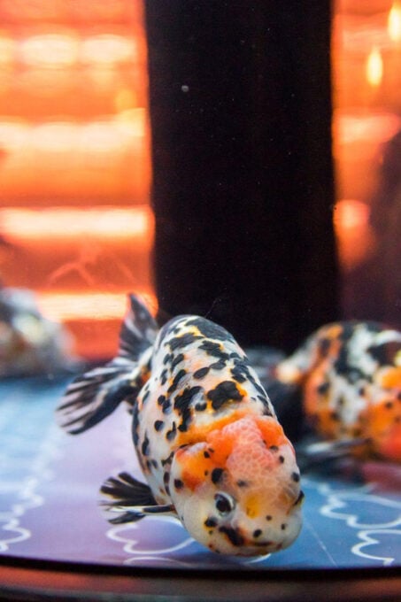 Tokyo: Sumida Aquarium Entry Ticket - Frequently Asked Questions