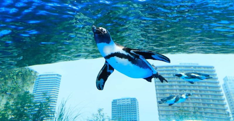 Tokyo: Sunshine Aquarium Entry Ticket - Aquarium Facilities and Attractions