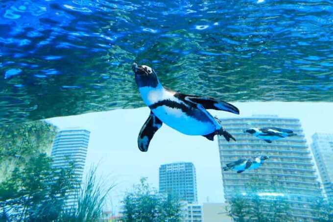 Tokyo: Sunshine Aquarium Entry Ticket - Frequently Asked Questions