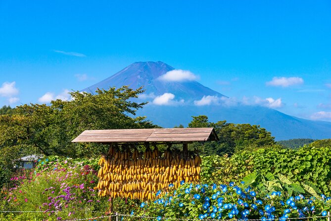 Tokyo to Hakone: Mt.Fuji, Owakudani, Oshino Hakkai, and More - Pricing and Cancellation Policy