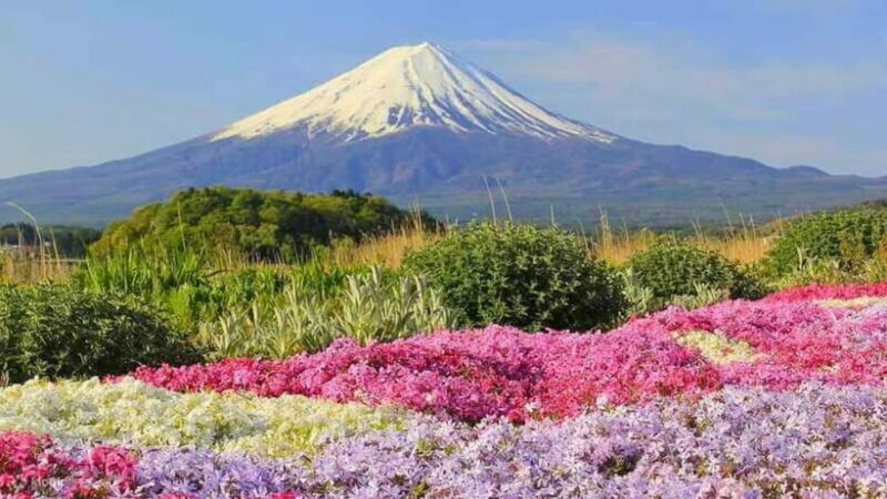 Tokyo To Mount FUJI Day Trip With English guide - The Sum Up: Why Choose This Tour?