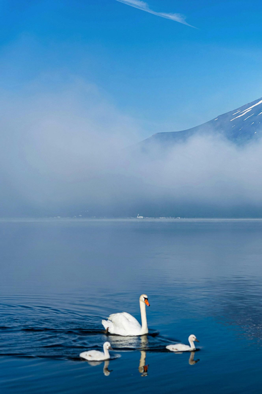 Tokyo to Mt Fuji 5 Lakes Private Tour Green Number Plate Car - Lake Saiko and Aokigahara Forest