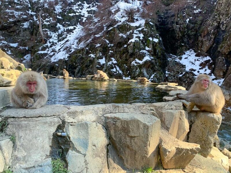 Tokyo to Nagano: Snow Monkey Park and Zenkoji Temple - Key Points