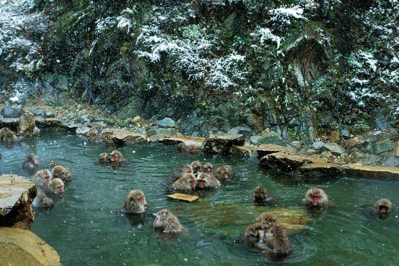 Tokyo to Nagano: Snow Monkey Park and Zenkoji Temple - Zenkoji Temple Significance