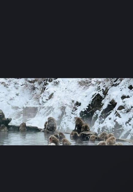 Tokyo to Nagano: Snow Monkey Park and Zenkoji Temple - Reservation and Payment Options