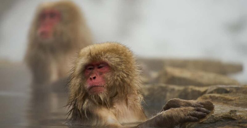 Tokyo to Nagano Snow Monkey Park & Shibu Onsen Private Tour - Itinerary Overview
