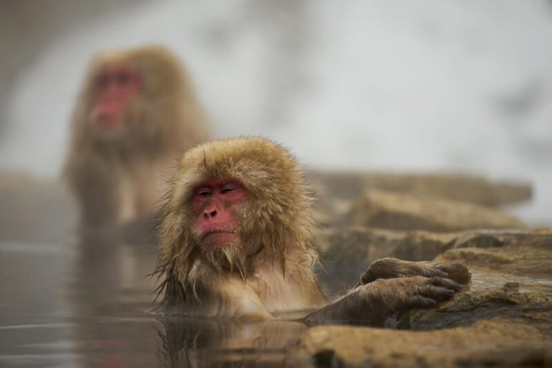 Tokyo to Nagano Snow Monkey Park & Shibu Onsen Private Tour - Zenko-ji Temple