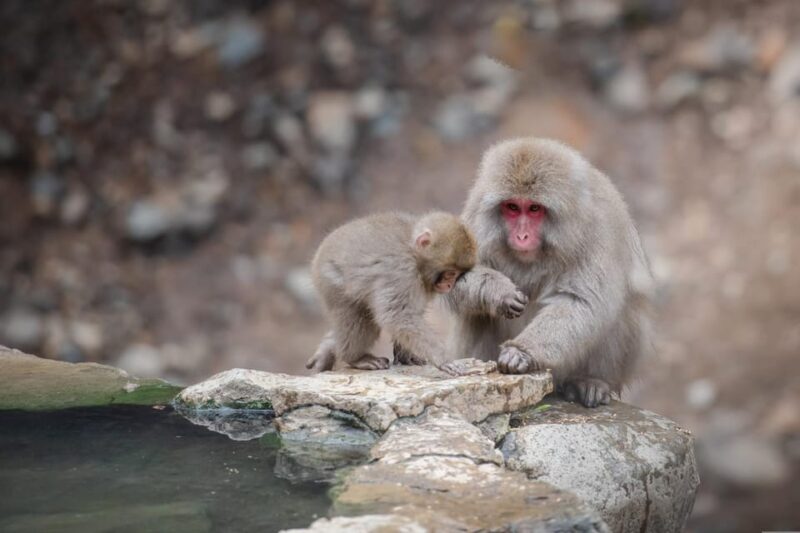 Tokyo to Nagano Snow Monkey Park & Shibu Onsen Private Tour - Shibu Onsen