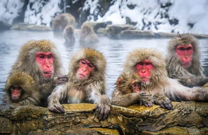 Tokyo To Nagano (Snow Monkey Zenkoji Temple Private Tour) - Inclusions
