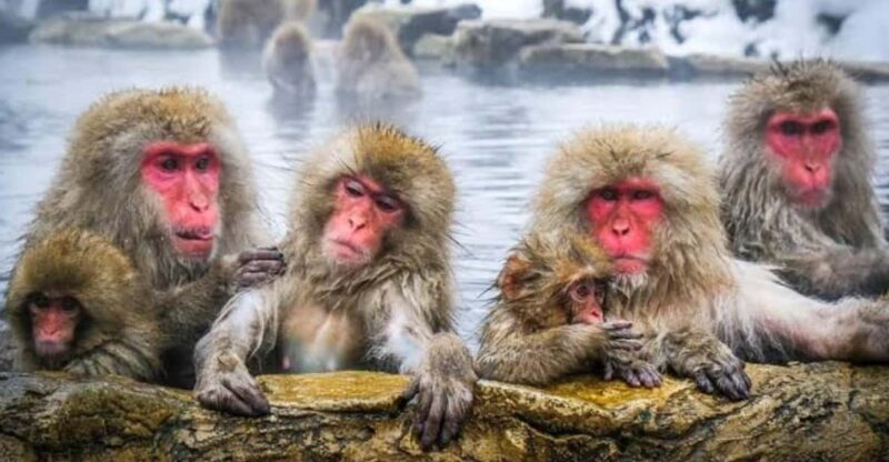 Tokyo To Nagano (Snow Monkey Zenkoji Temple Private Tour) - Highlights