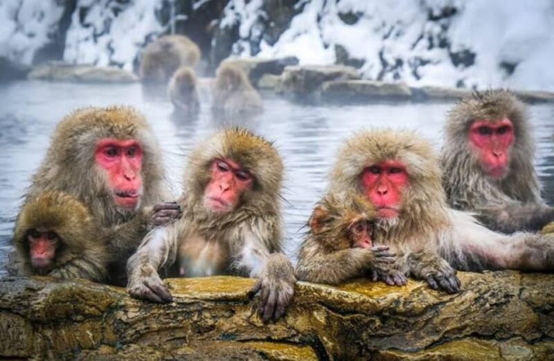 Tokyo To Nagano (Snow Monkey Zenkoji Temple Private Tour) - Zenkoji Temple