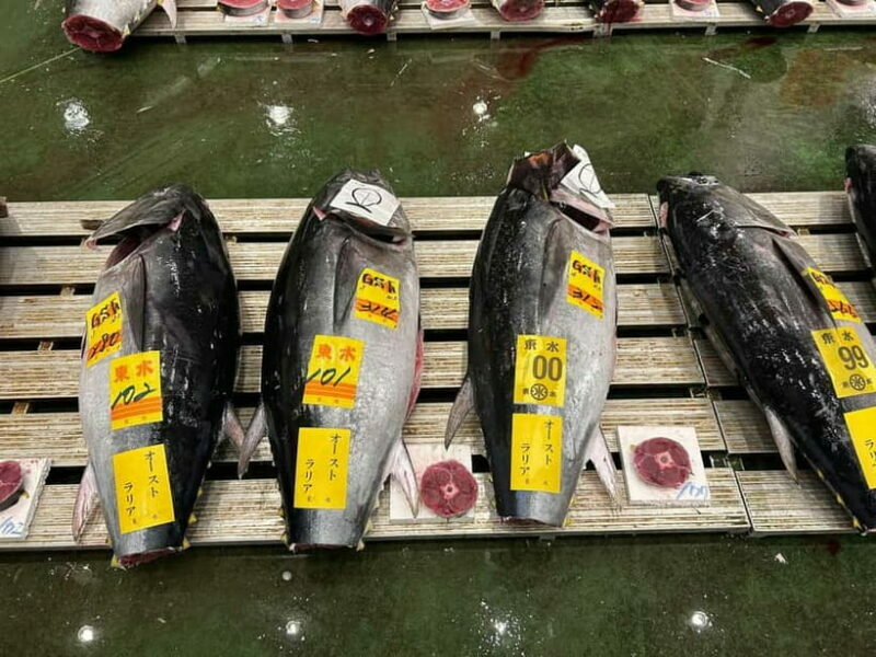 Tokyo Toyosu Tuna Auction w Dealer + Sushi (Standard to VIP) - The Sum Up