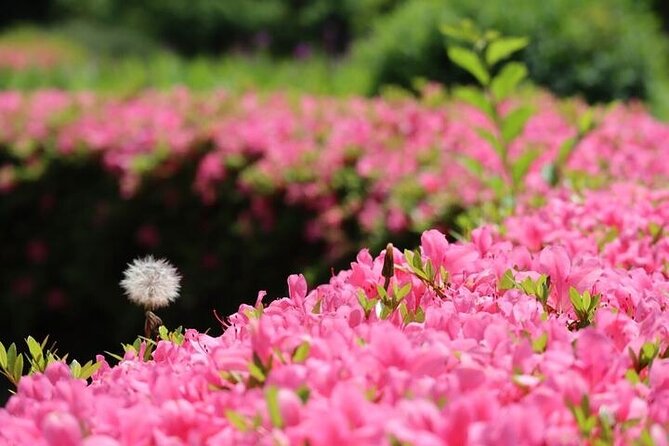 Tokyo Tsukiji & Hamarikyu Gardens Wellness Tour – Walk and Relax - Inclusions