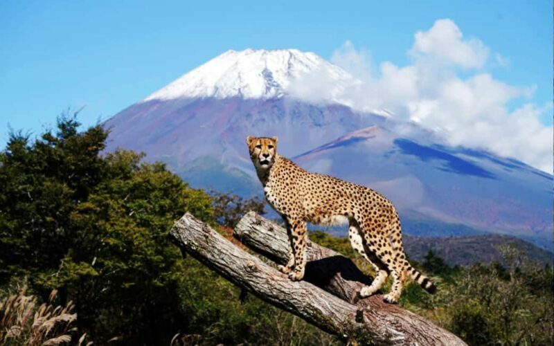 Tokyo:Customizable Private Day Trip to Mt.Fuji & Safari Park - Transportation & Timing