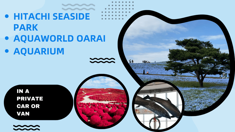 Tokyo:Hitachi Seaside Park and Aquaworld Oarai Aquarium Tour - Hitachi Seaside Park