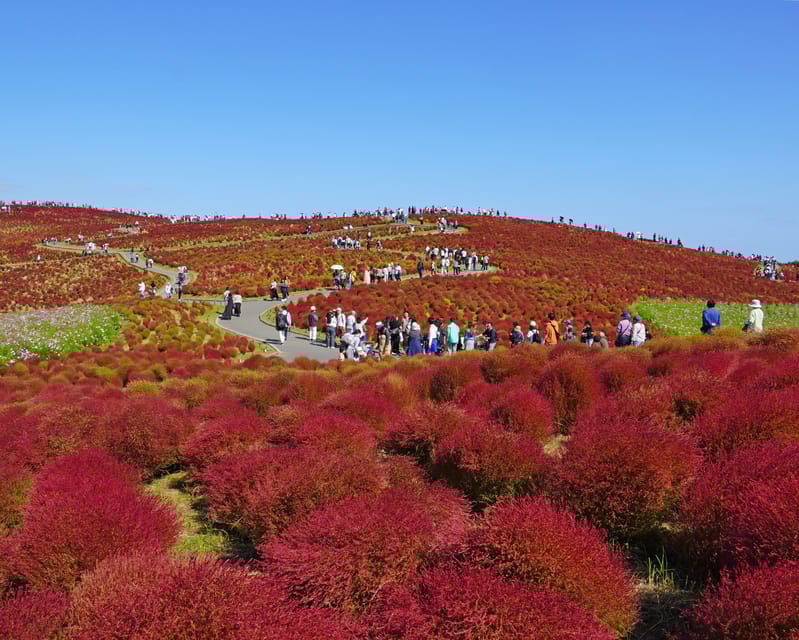 Tokyo:Hitachi Seaside Park and Aquaworld Oarai Aquarium Tour - Highlights at Hitachi Seaside Park