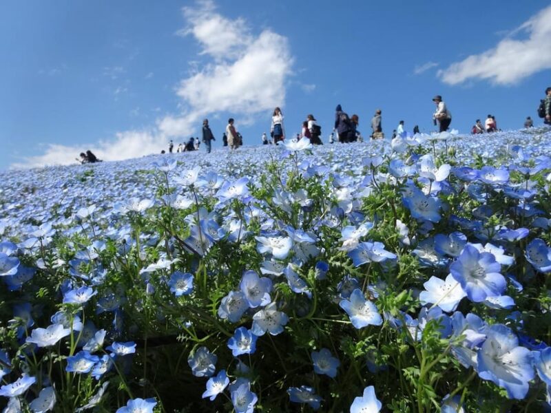 Tokyo:Hitachi Seaside Park/Oarai Isosaki Shrine Private Tour - Key Points