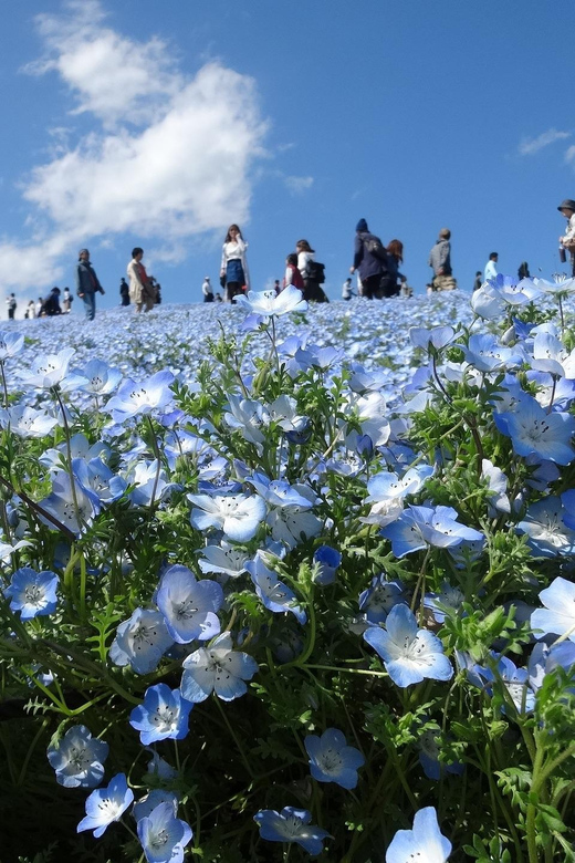 Tokyo:Hitachi Seaside Park/Oarai Isosaki Shrine Private Tour - Private Transportation and Modern Vehicles