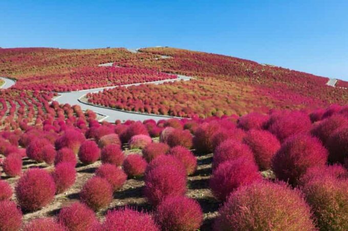 Tokyo:Hitachi Seaside Park/Oarai Isosaki Shrine Private Tour - Pickup and Drop-Off From Tokyo 23 Wards