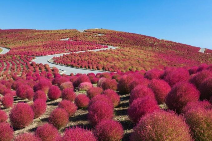 Tokyo:Hitachi Seaside Park/Oarai Isosaki Shrine Private Tour - Important Considerations for Tour Participants
