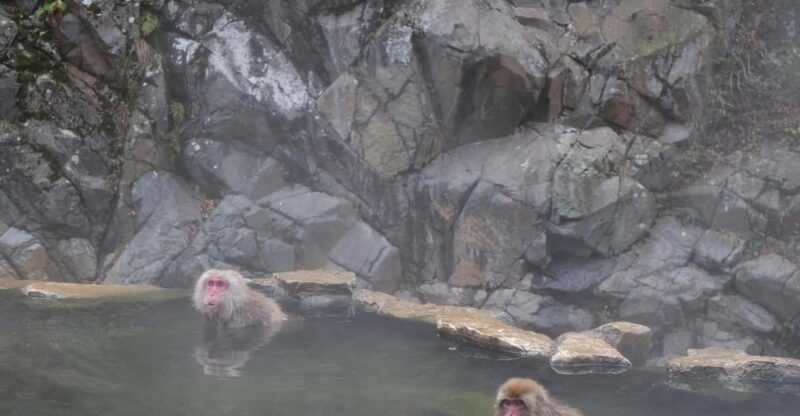 Tokyo:Nagano Snow Monkey & Zenkoji Temple Day Trip Adventure - Key Points