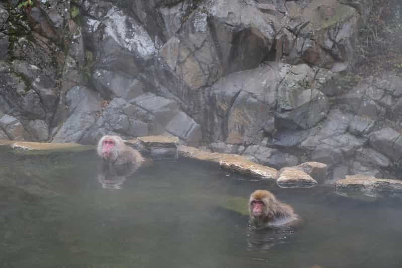 Tokyo:Nagano Snow Monkey & Zenkoji Temple Day Trip Adventure - Transportation and Accessibility