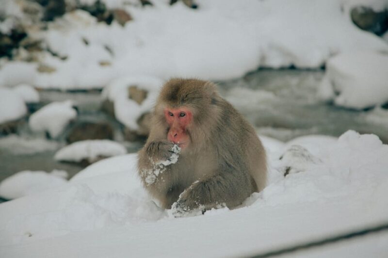 Tokyo:Nagano Snow Monkey & Zenkoji Temple Day Trip Adventure - What to Bring