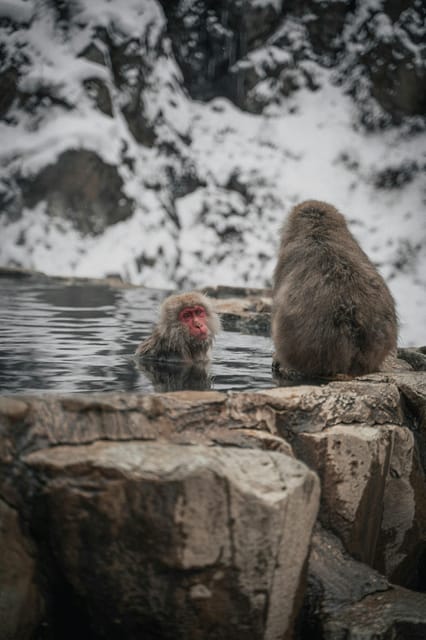 Tokyo:Nagano Snow Monkey & Zenkoji Temple Day Trip Adventure - Zenkoji Temple and Nakamise Street