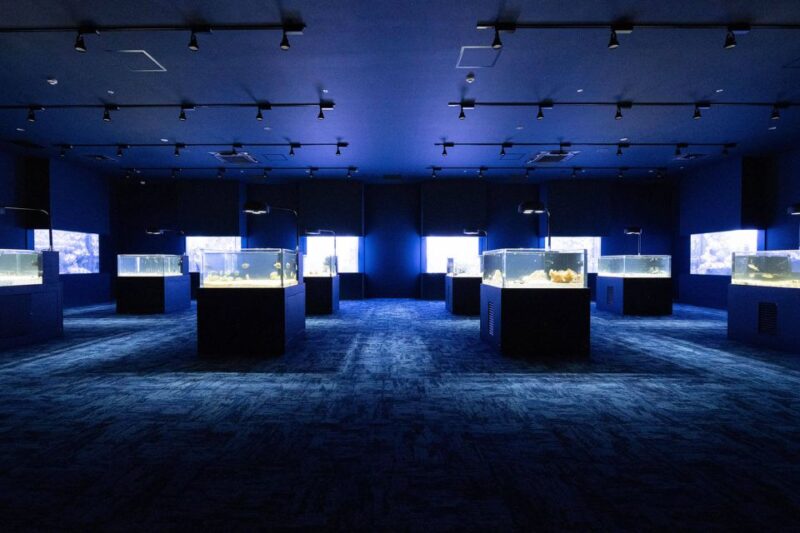 Tomigusuku: DMM Kariyushi Aquarium Admission - Captivating Visual Experiences