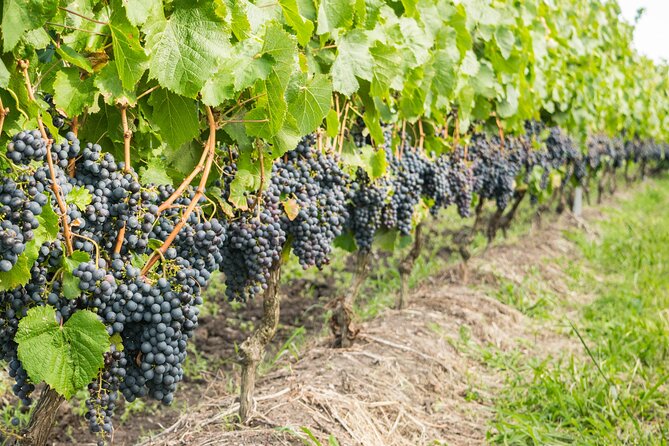 Top 3 Cape Town Wineries Half Day Private Tour - Traveler Reviews and Experiences