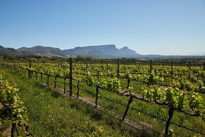 Top 3 Cape Town Wineries Half Day Private Tour - Exploring Spier Wine Farm