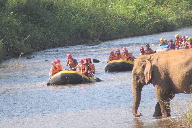 Top Pick - Full or Half Day at Elephant in Wild Sanctuary Chiang Mai - Navigating the Waterfall Trail