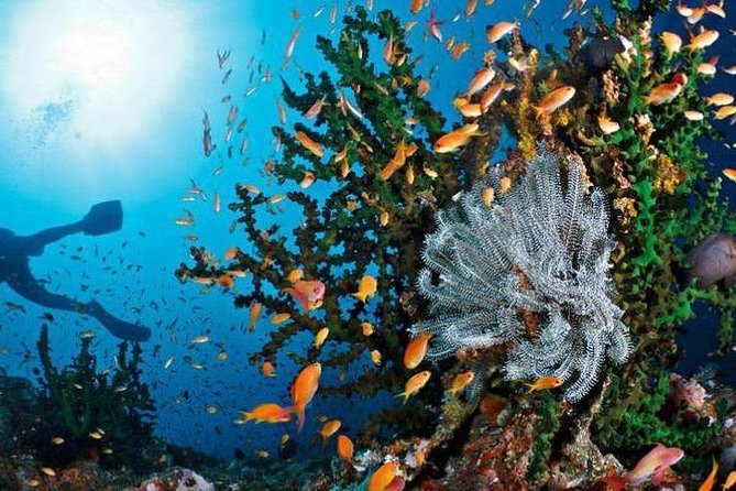 Toraja Bugis Tour Trip to Wakatobi Marine Park 14 Days/ 4pax Min - Accommodations