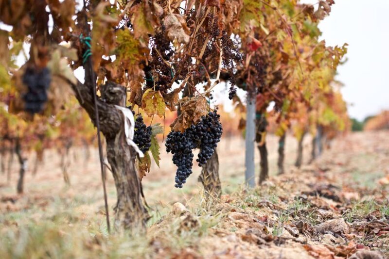 Toro: Piedra Winery Tour and Tastings - Guided Tour Highlights