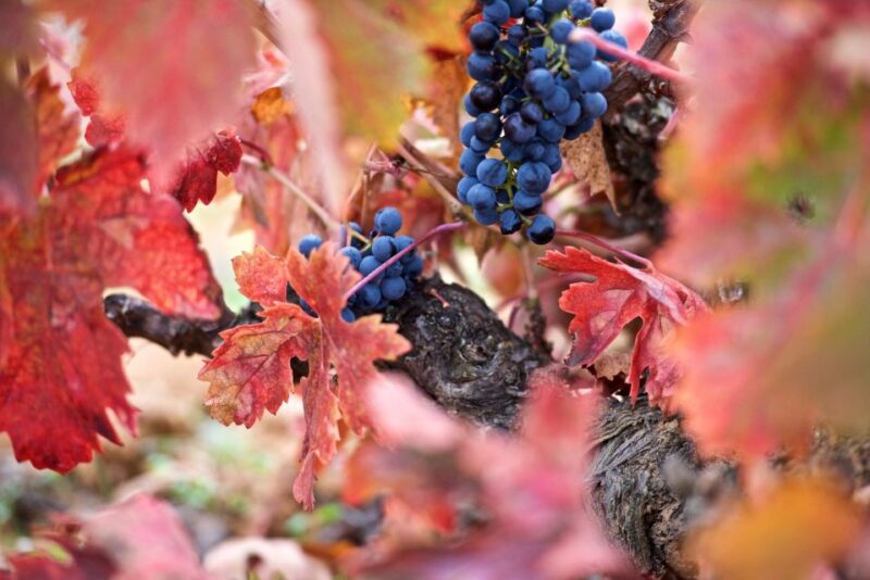 Toro: Piedra Winery Tour and Tastings - Booking and Cancellation Policy