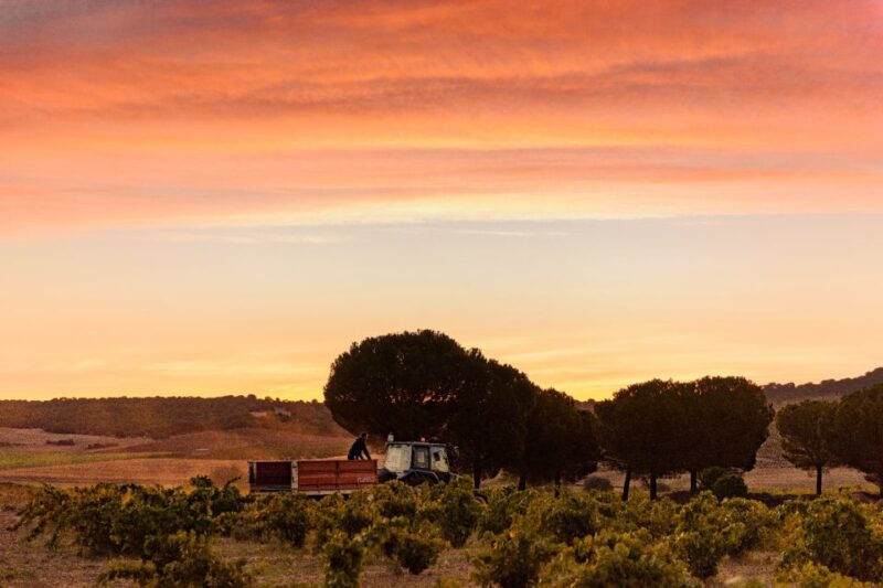 Toro: Piedra Winery Tour & Oak Barrel Tastings - Tour Guide and Language Options